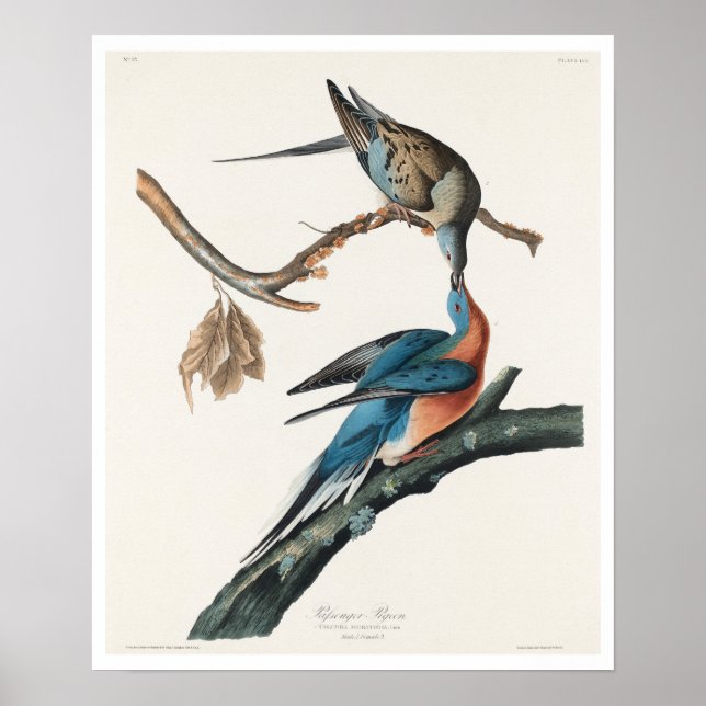 Passagerarduva per Audubon Poster (Framsidan)
