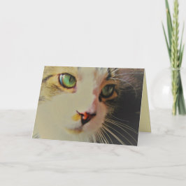 Passar snabbkatt med Grönt Ögon Kort