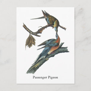 Passenger Pigeon, John Audubon Vykort