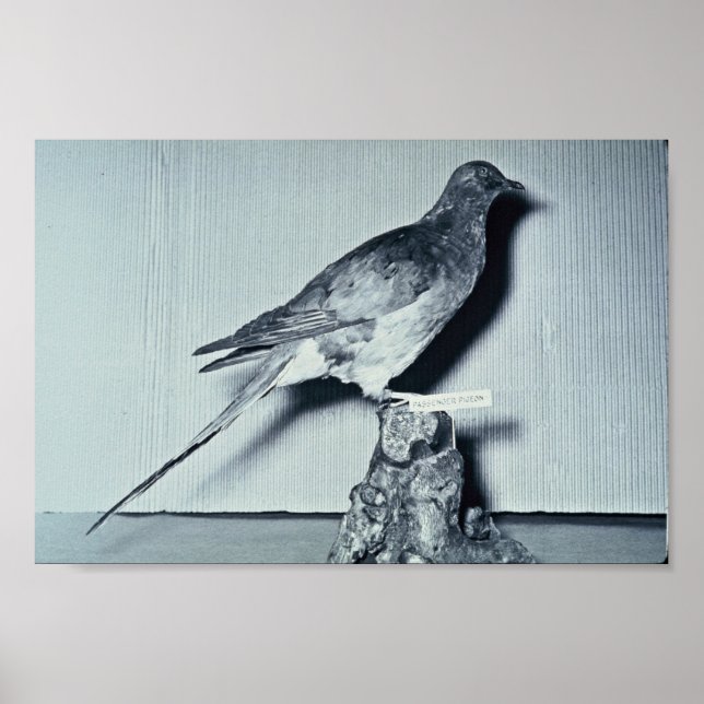 Passenger Pigeon Poster (Framsidan)