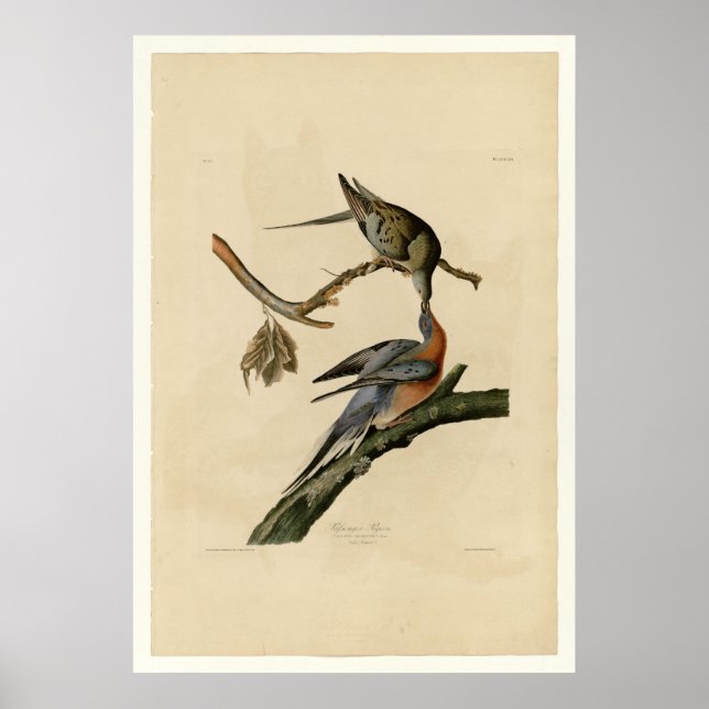 Passenger Pigeon Poster (Framsidan)