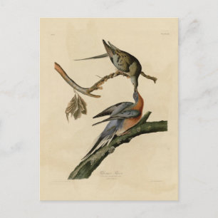 Passenger Pigeon Vykort