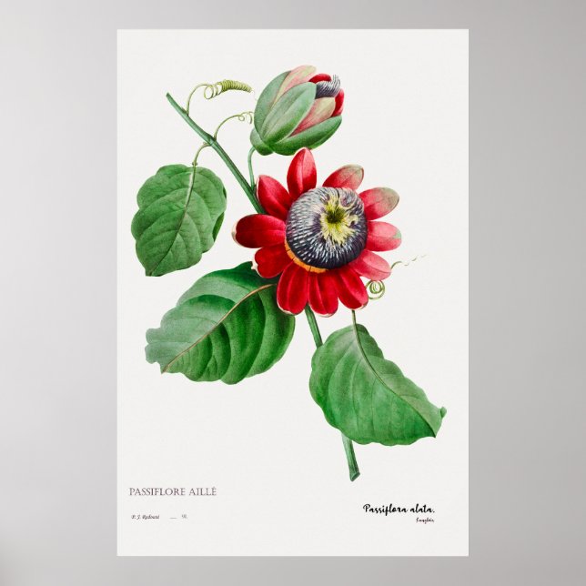 Passiflora Ailee - Stunning Botanical Art Poster (Framsidan)