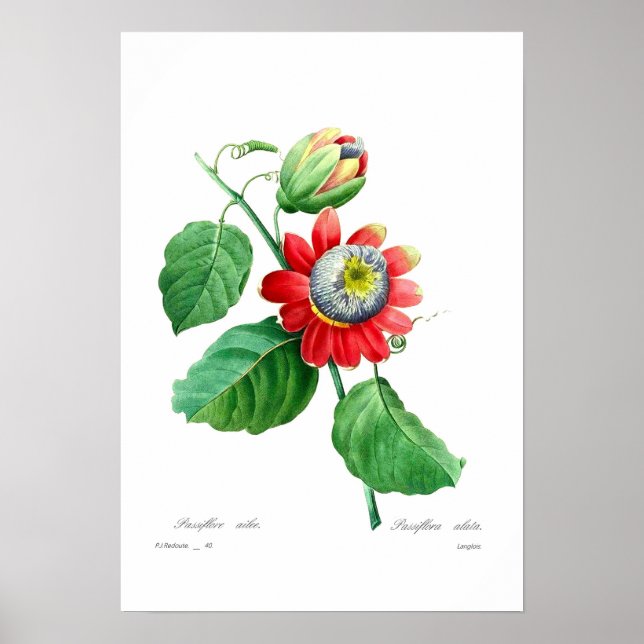 Passiflora alata poster (Framsidan)