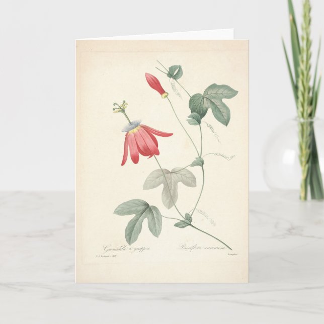 Passiflora av Redoute Botaniskt symtomkort Tack Kort (Framsida)