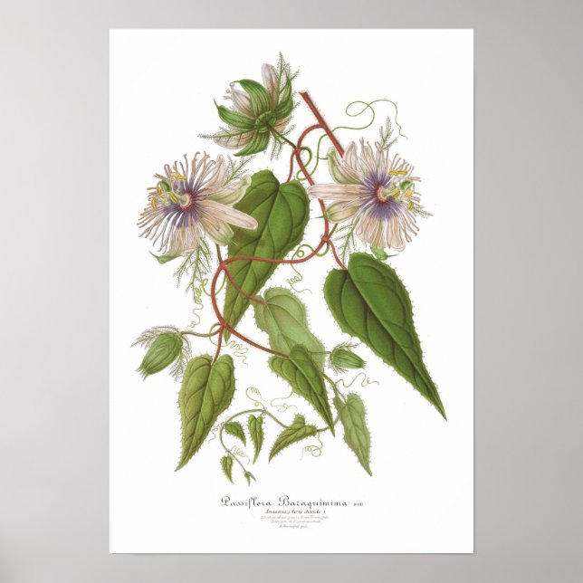 Passiflora baraquimima poster (Framsidan)