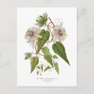 Passiflora baraquimima vykort