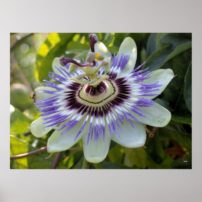 Passiflora edulis forma flavicarpa (Passionsblomma Poster (Framsidan)