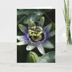 Passiflora - Fleur de la Passion Kort