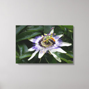 Passiflora - Floral Fotografi Canvastryck