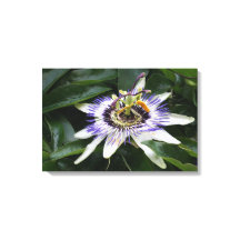 Passiflora - Floral Photography
