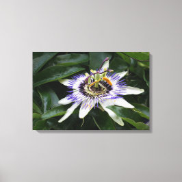 Passiflora - Floral Photography Canvastryck
