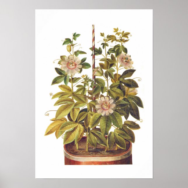 Passiflora incarnata poster (Framsidan)