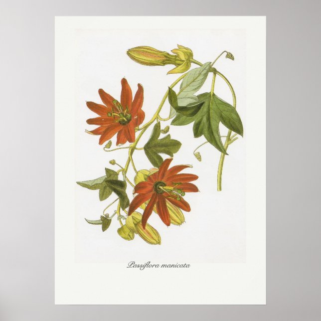 Passiflora manicata poster (Framsidan)