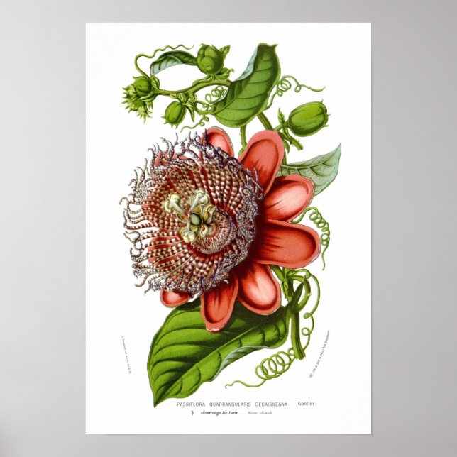 Passiflora quadrangularis decaisneana poster (Framsidan)