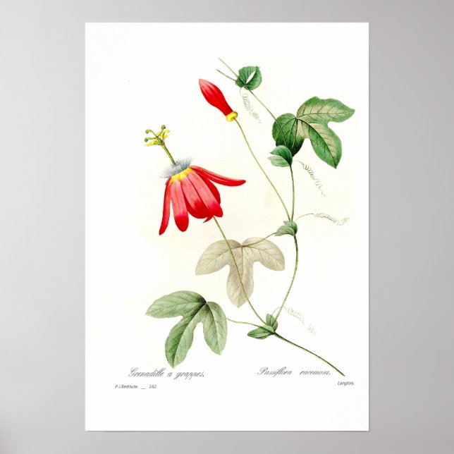 Passiflora racemosa poster (Framsidan)