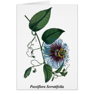 Passiflora Serratifolia Hälsningskort