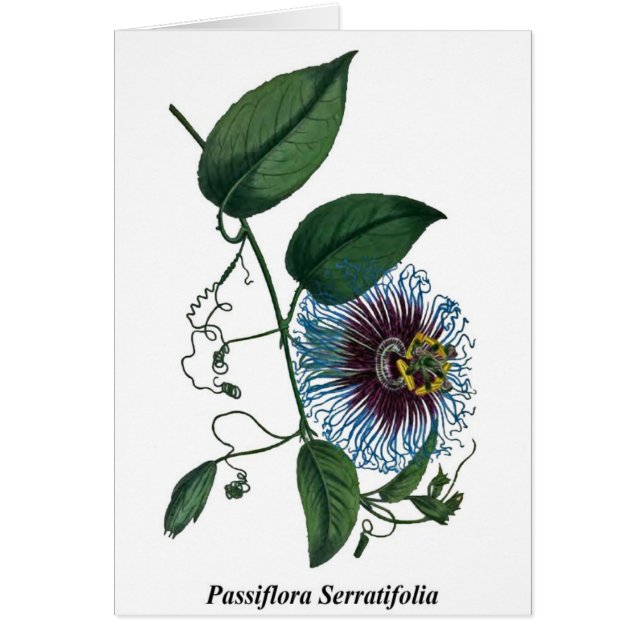 Passiflora Serratifolia Hälsningskort (Framsidan)