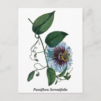 Passiflora Serratifolia Vykort