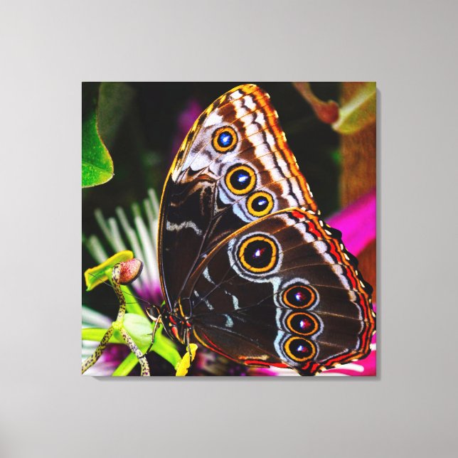Passiflora VIOLACEA och Blue morpho butterfly Canvastryck (Framsida)