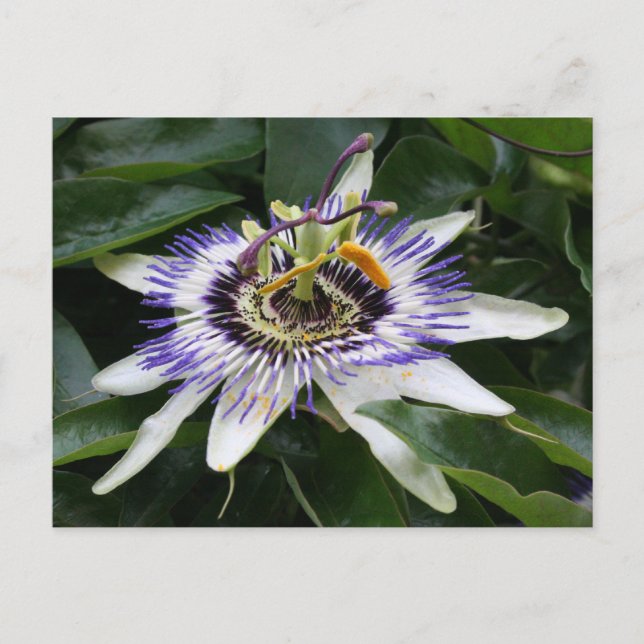 Passiflora Vykort (Framsida)