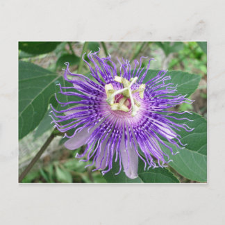 Passiflora Vykort
