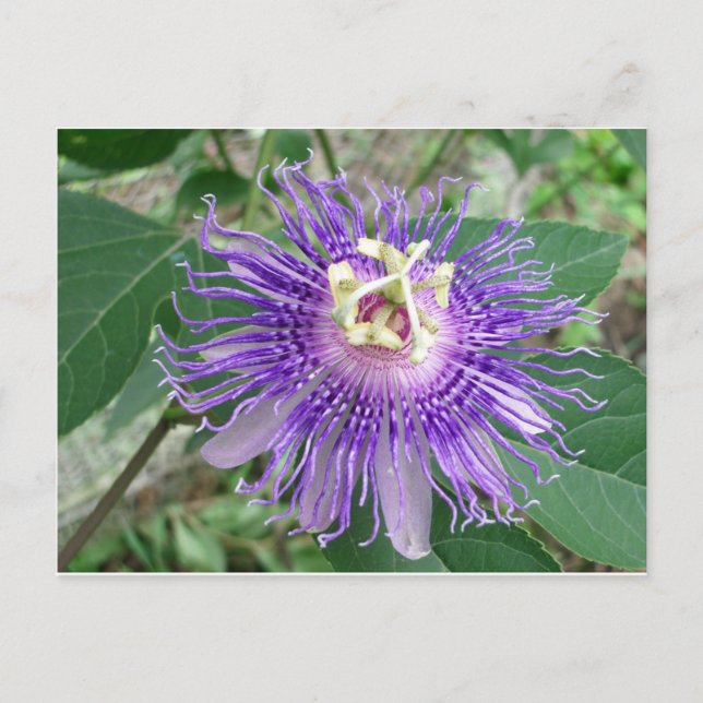 Passiflora Vykort (Framsida)