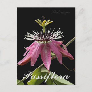 Passiflora-vykort Vykort