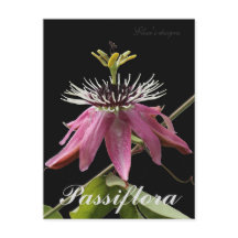 Passiflora-vykort