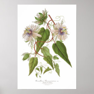Passiflorabaraquimima Poster