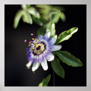 Passifloracaerulea, blåttpassionblomma poster