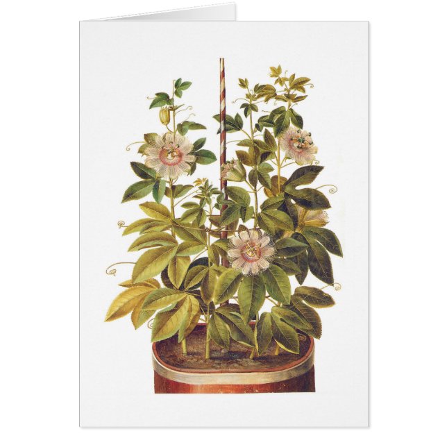 Passifloraincarnata Hälsningskort (Framsidan)