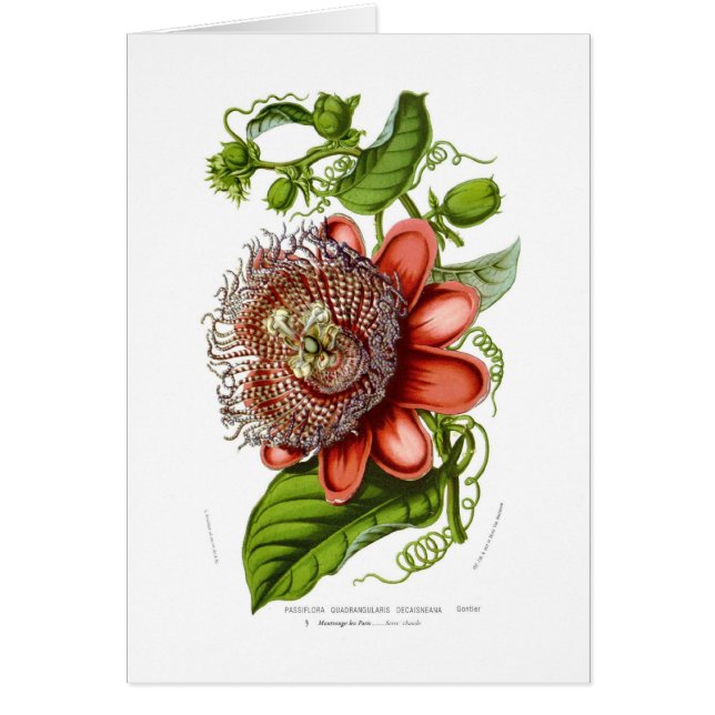 Passifloraquadrangularisdecaisneana Hälsningskort (Framsidan)