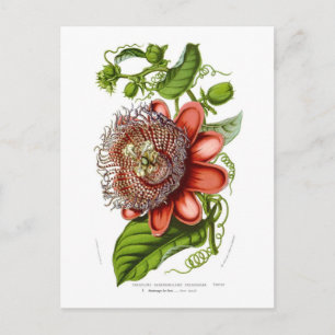 Passifloraquadrangularisdecaisneana Vykort
