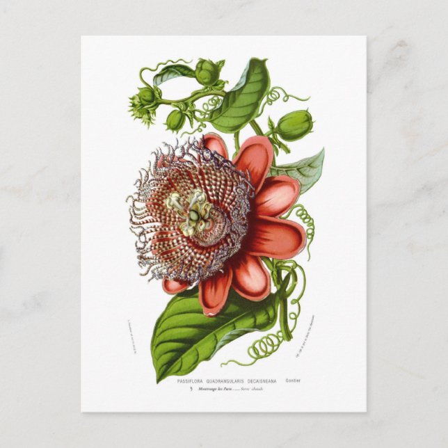 Passifloraquadrangularisdecaisneana Vykort (Framsida)