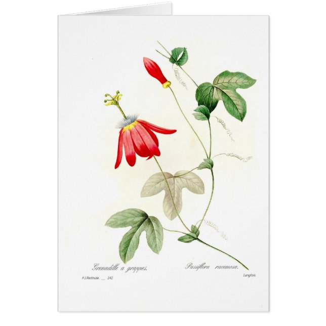 Passifloraracemosa Hälsningskort (Framsidan)