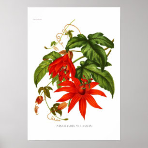 Passifloravitifolia Poster