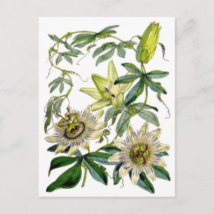 Passion blommar den botaniska illustrationen vykort