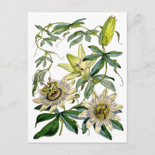 Passion blommar den botaniska illustrationen vykort (Framsida)