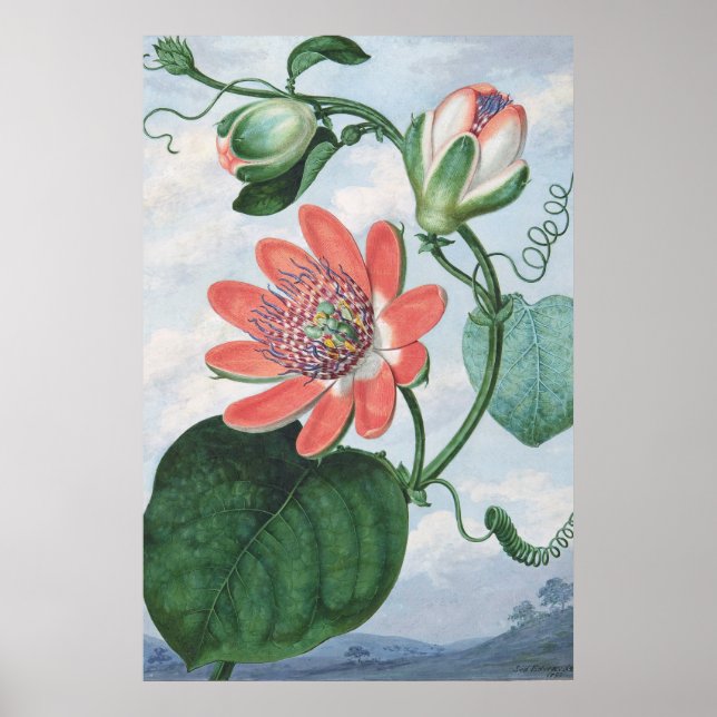 Passion Flower (1799), av Sydenham Teak Edwards. Poster (Framsidan)