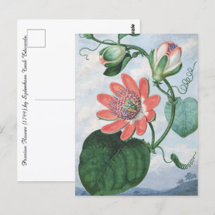 Passion Flower (1799), av Sydenham Teak Edwards. Vykort