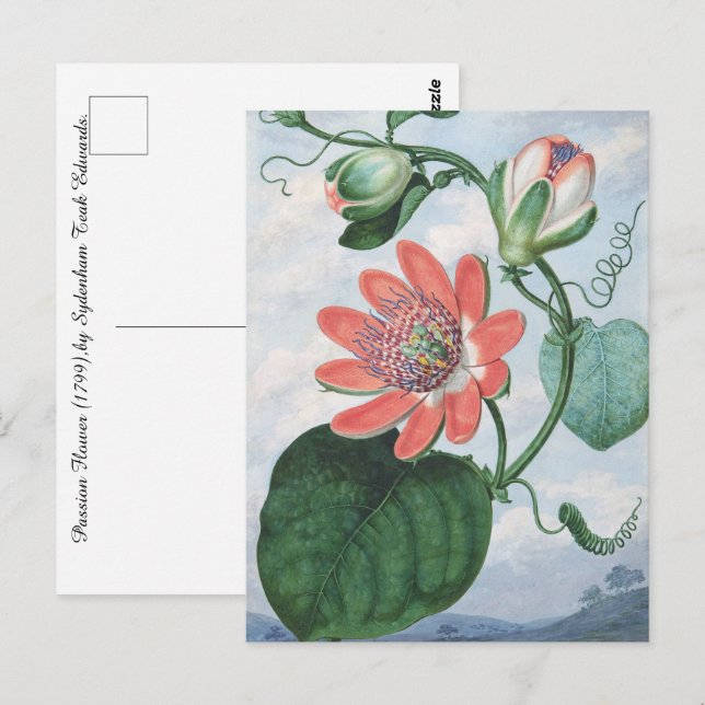 Passion Flower (1799), av Sydenham Teak Edwards. Vykort (Fram/baksida)