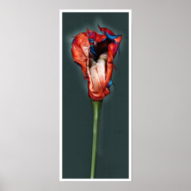 Passion Flower #5 Poster (Framsidan)