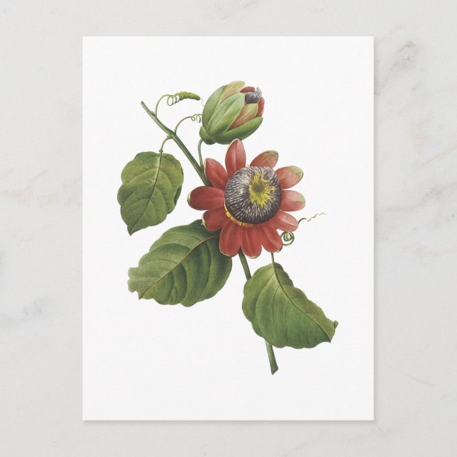 passion flower(Passiflora alata) by Redouté Vykort (Framsida)