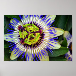 Passion Flower Summer Blommar Plant Poster