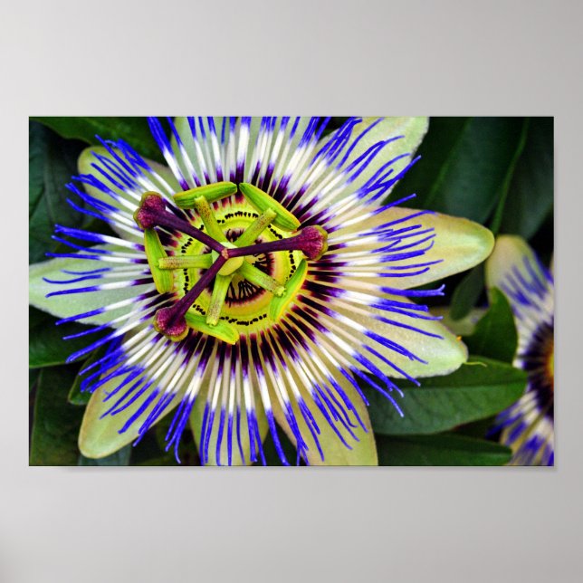 Passion Flower Summer Blommar Plant Poster (Framsidan)