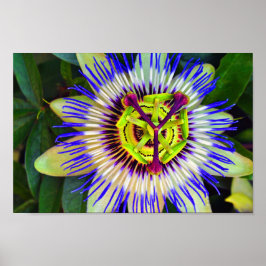 Passion Flower Summer Blommar Plant Poster