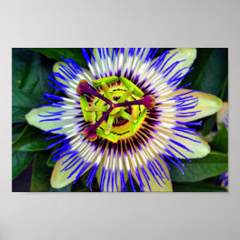 Passion Flower Summer Blommar Plant Poster