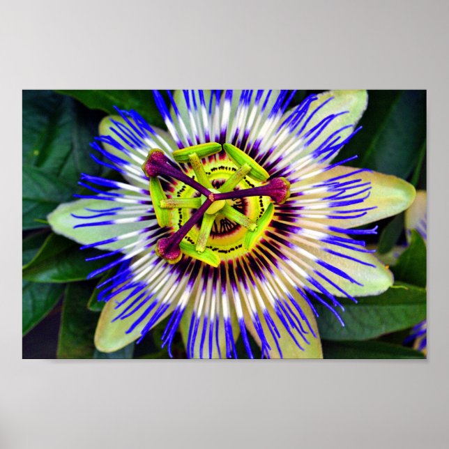 Passion Flower Summer Blommar Plant Poster (Framsidan)