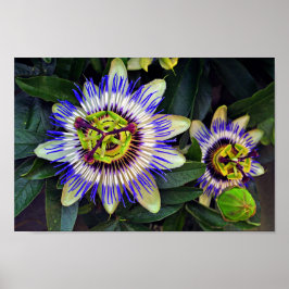 Passion Flower Summer Blommar Plant Poster